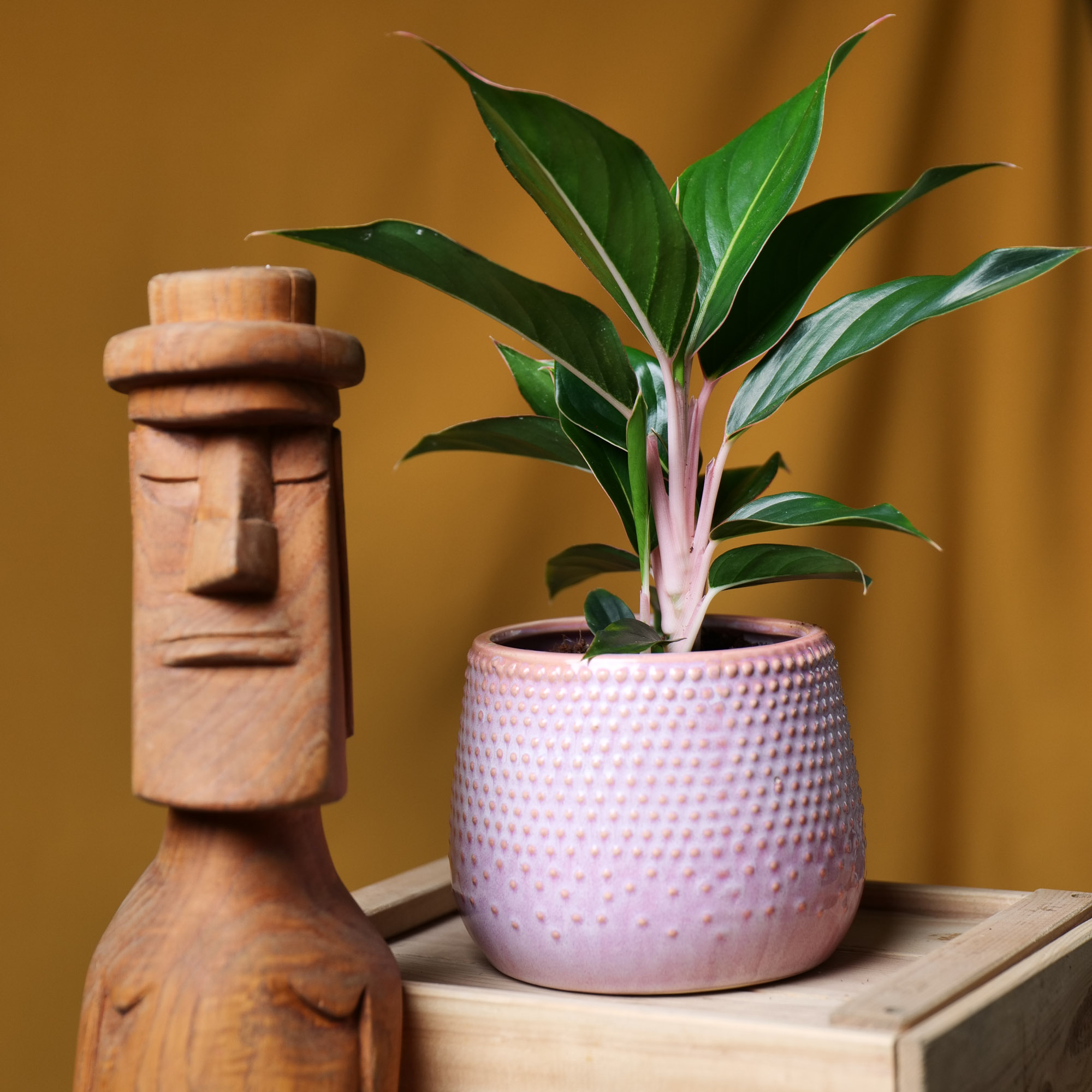 Aglaonema Sapphire 12cm