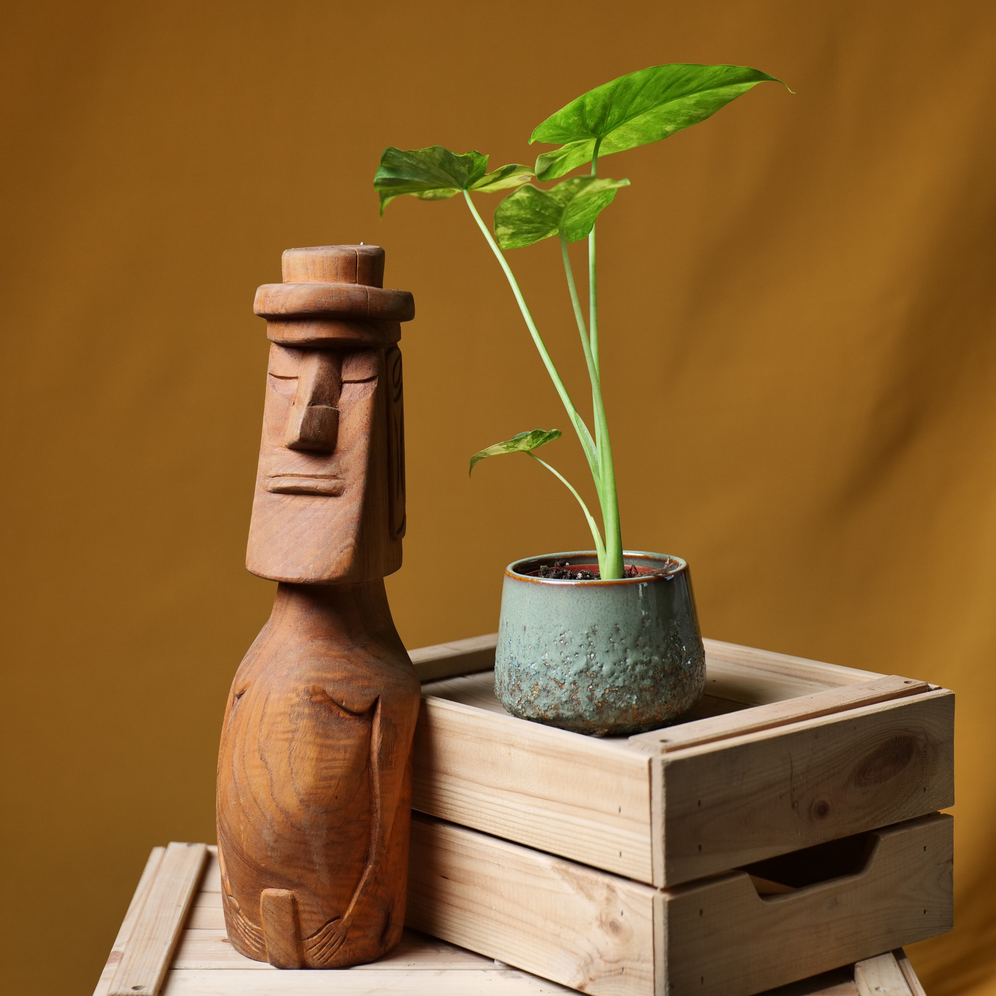 Alocasia gageana Aurea 9cm