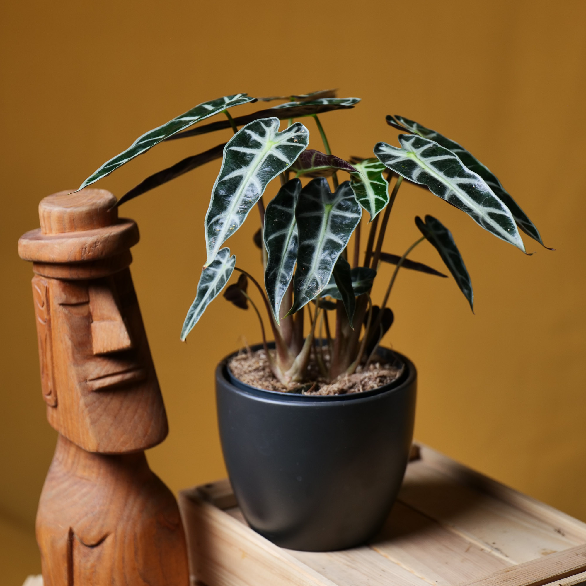 Alocasia Bambino 14cm