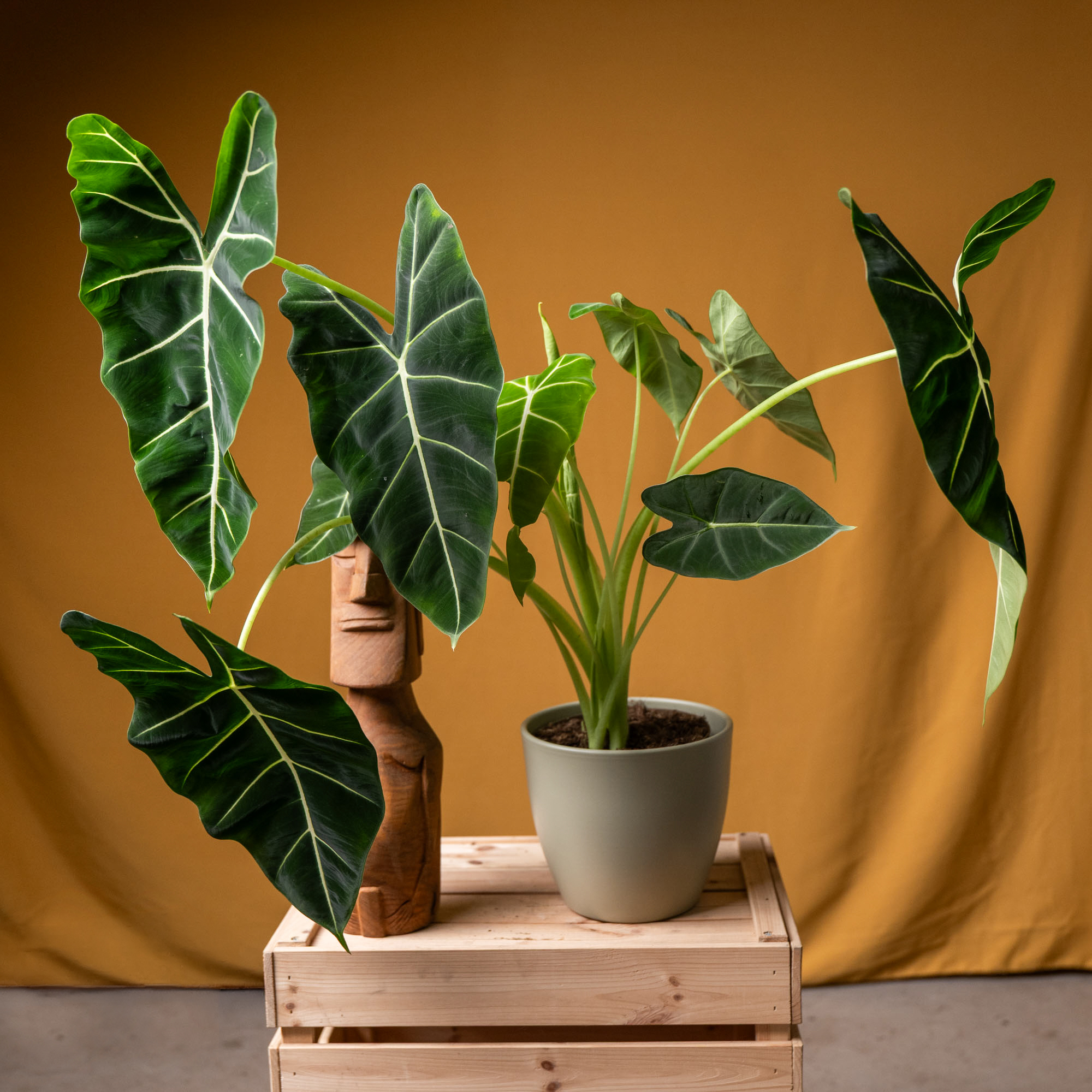 Alocasia Frydek 17cm