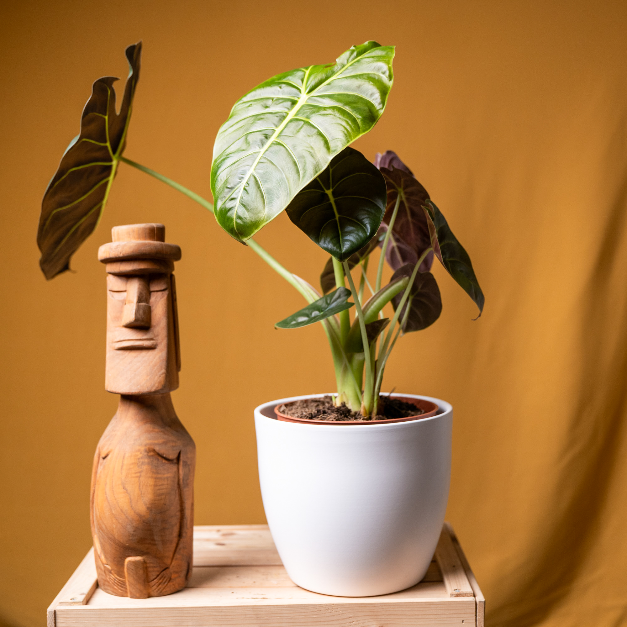 Alocasia Golden Bone 19cm
