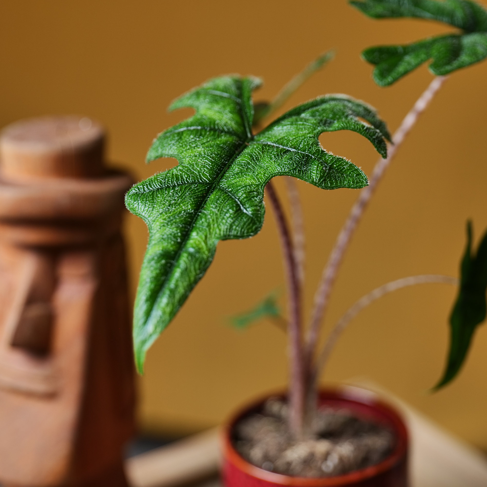 Alocasia Jacklyn 9cm