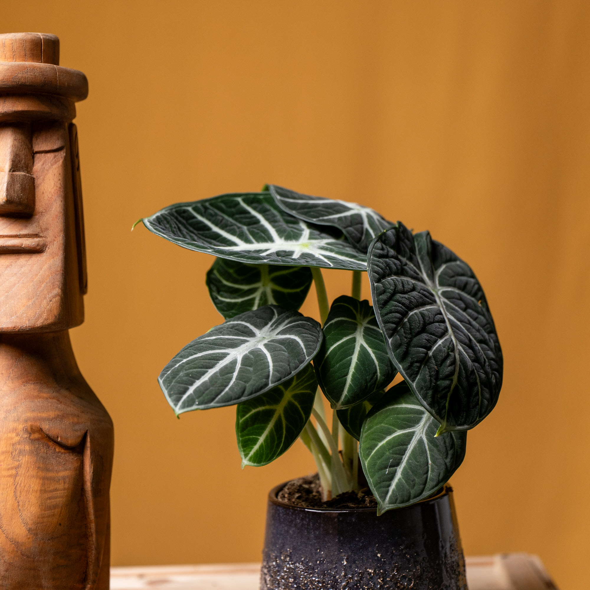 Alocasia Ninja 11cm