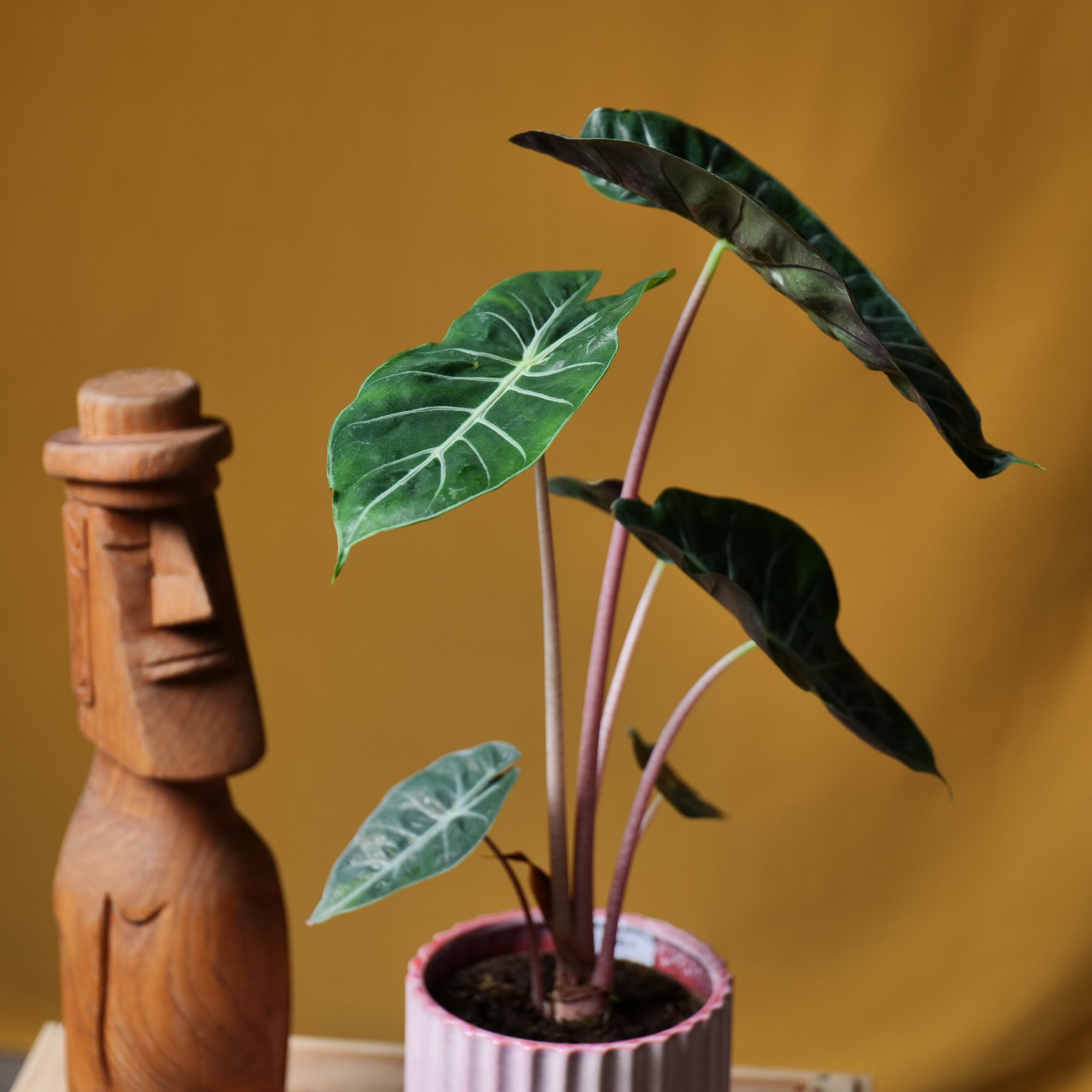 Alocasia Pink Dragon 14cm