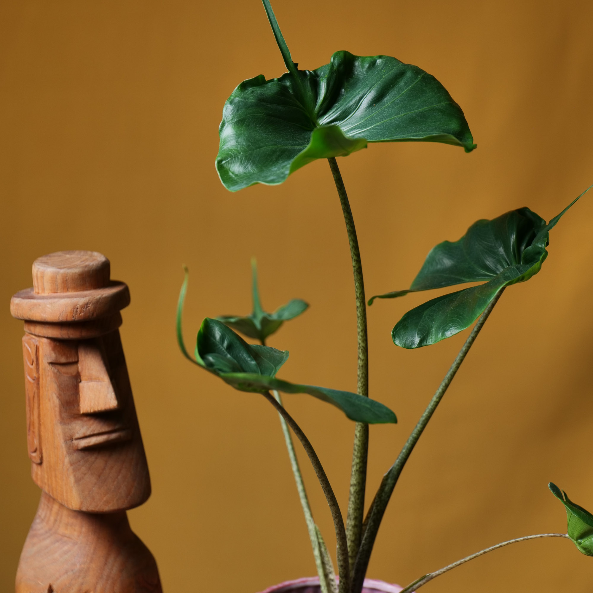 Alocasia Stingray 14cm