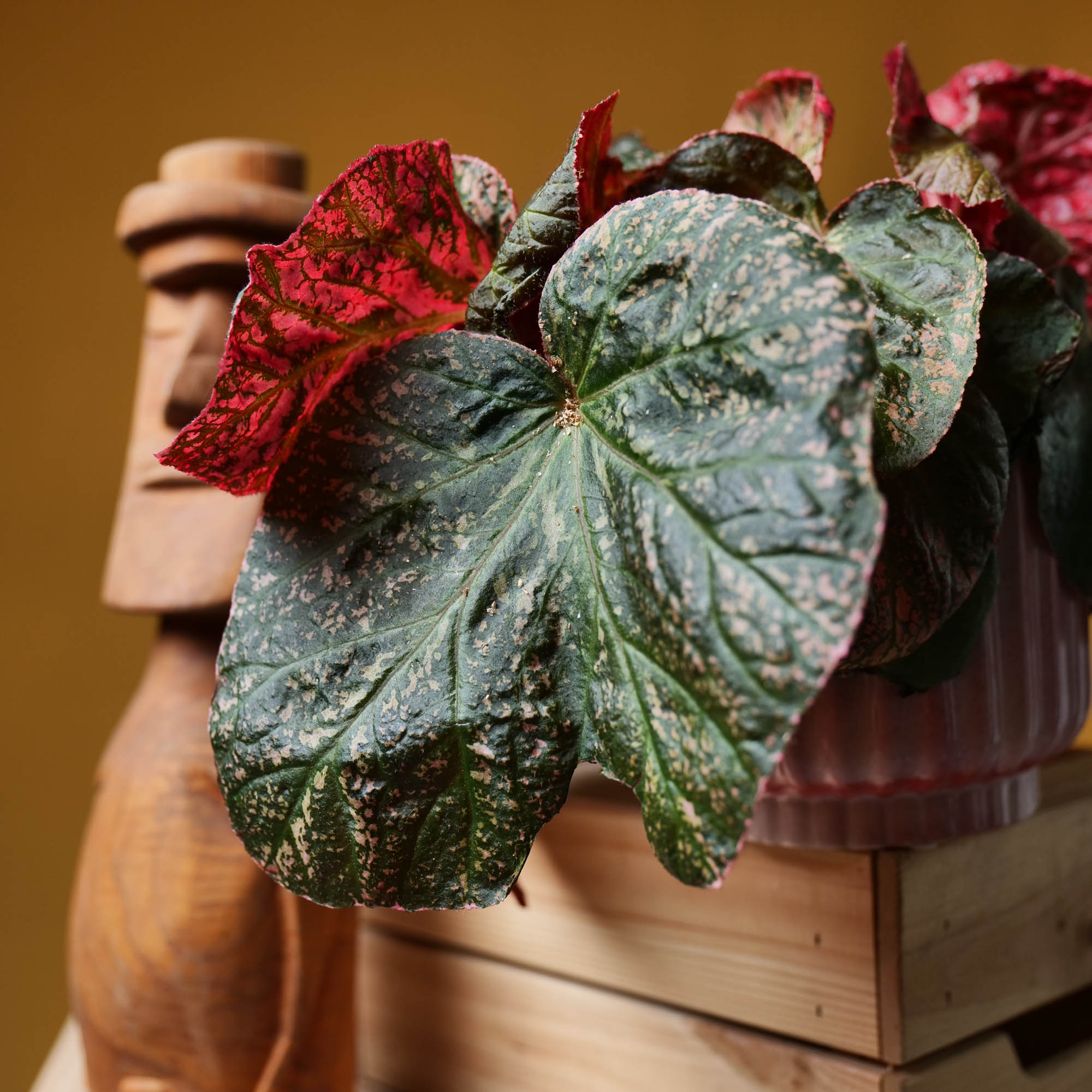 Begonia Midnight Sun 14cm