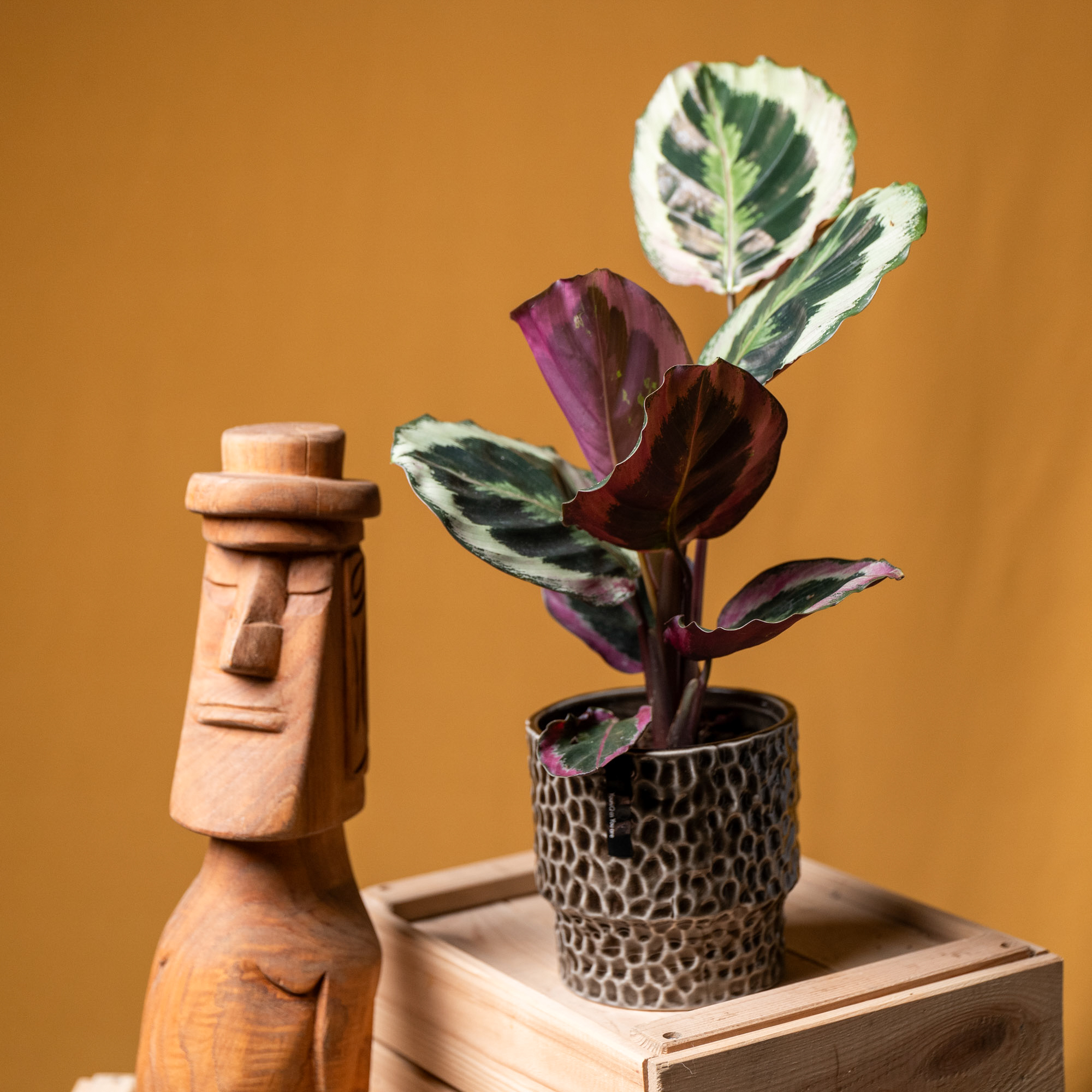 Calathea Black Rose 11cm