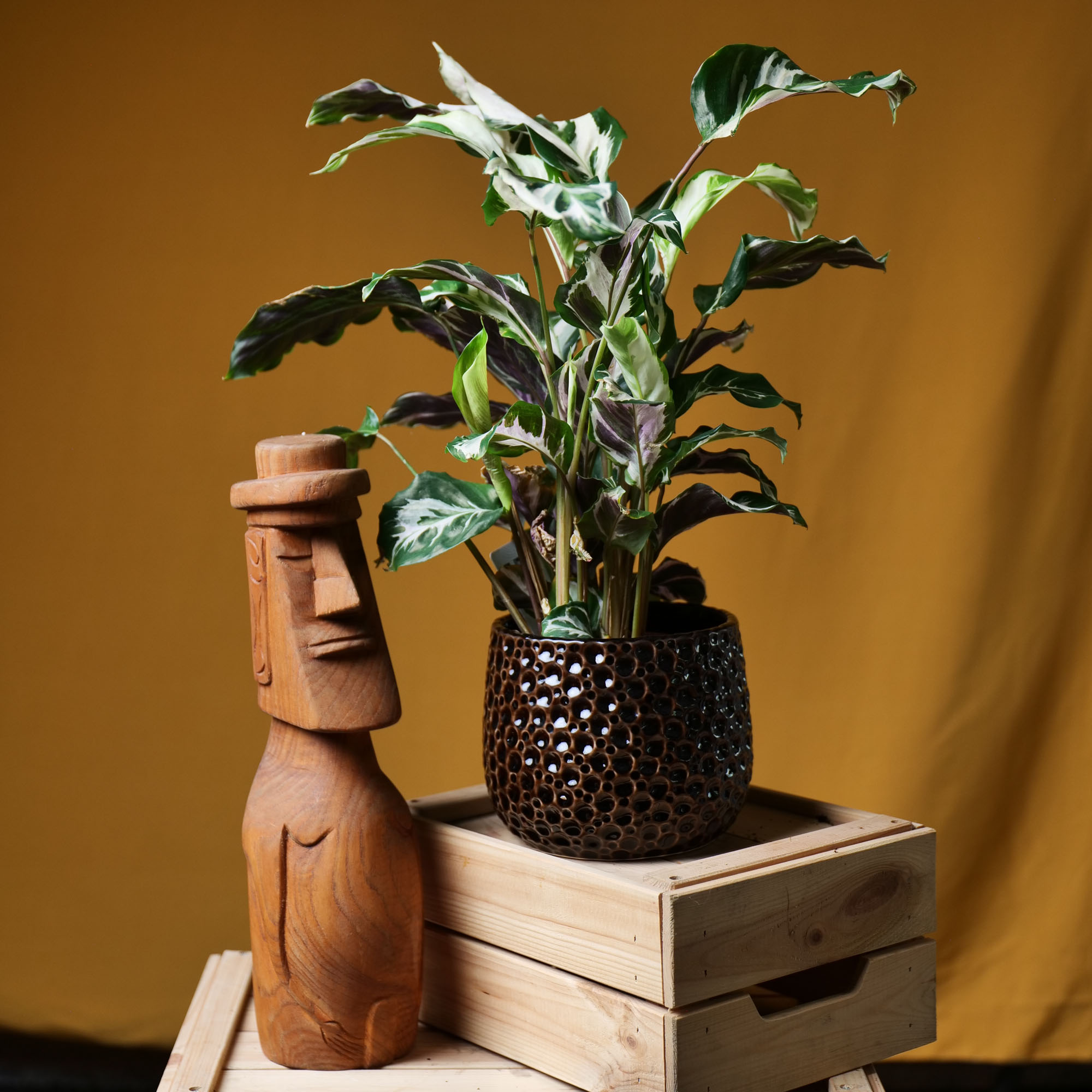 Calathea Stella 14cm