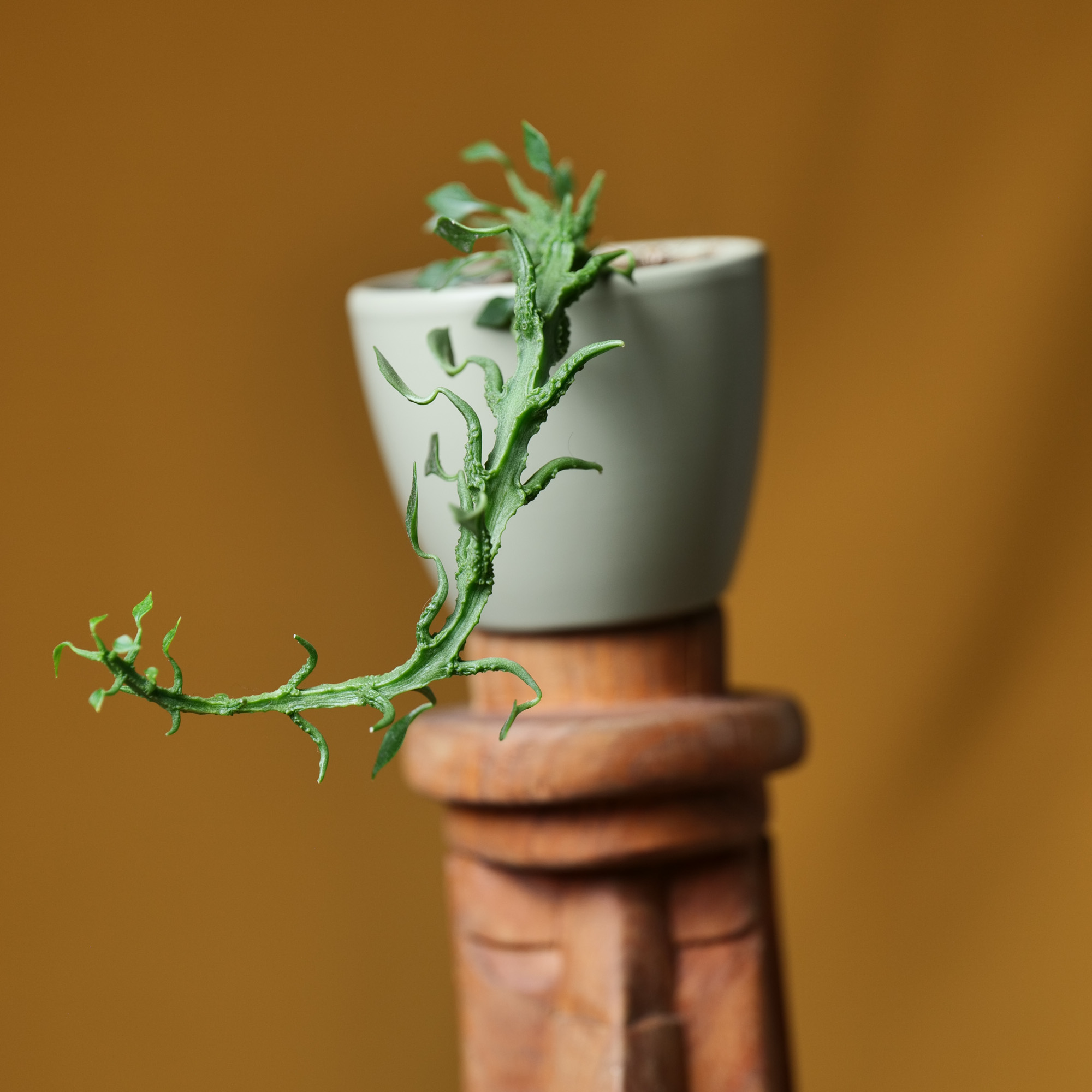 Ceropegia Simonaea 8cm