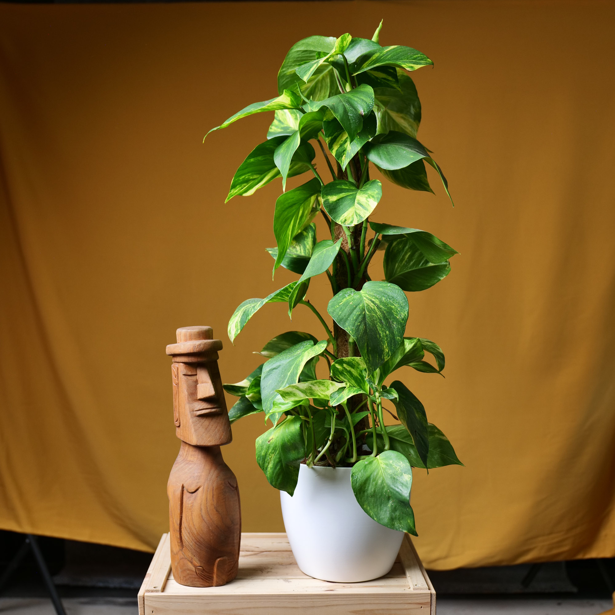 Epipremnum Aureum 19cm