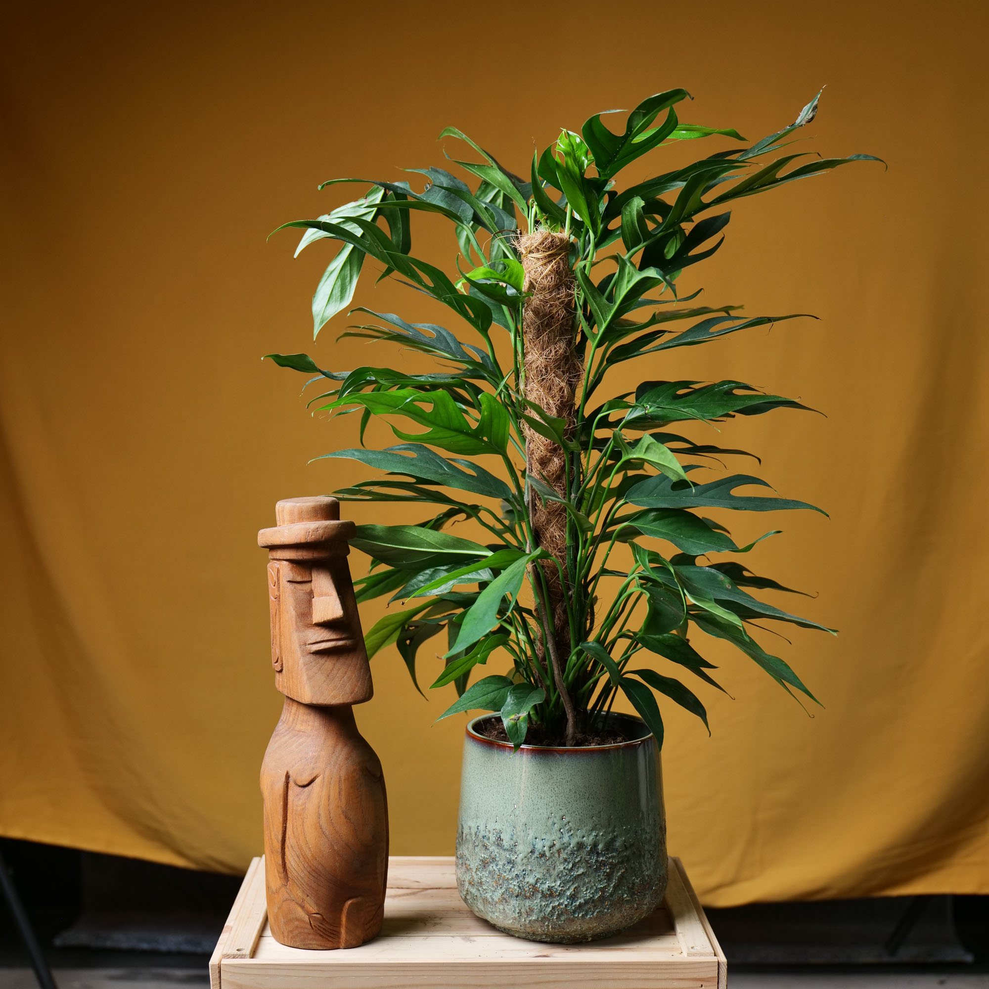 Epipremnum Pinnatum Baltic Blue 17cm