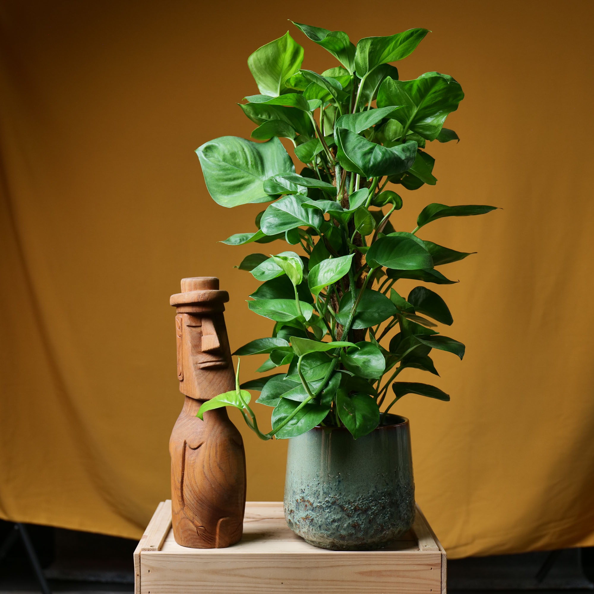 Epipremnum Lemon Top 17cm