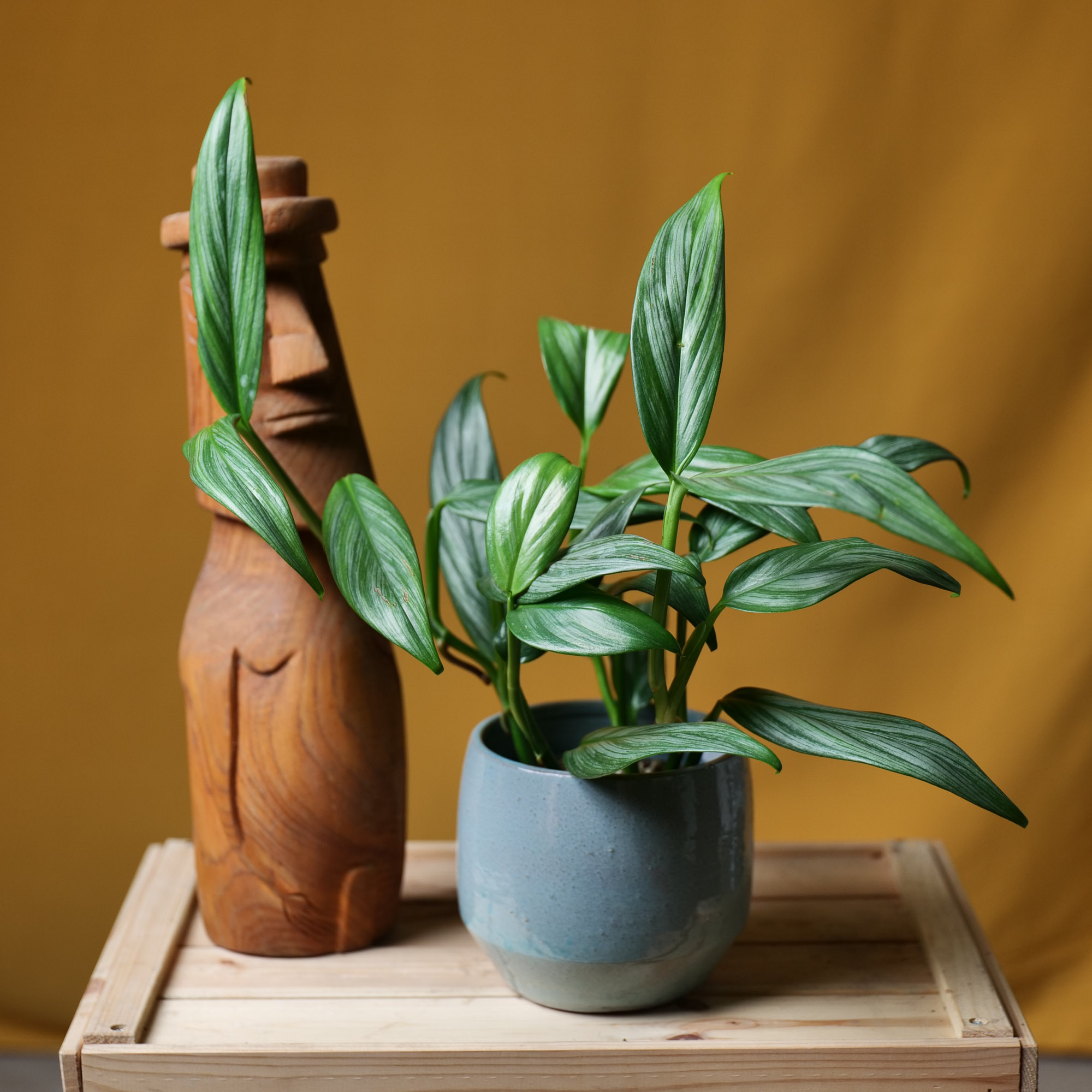 Epipremnum Amplissimum Silver 12cm