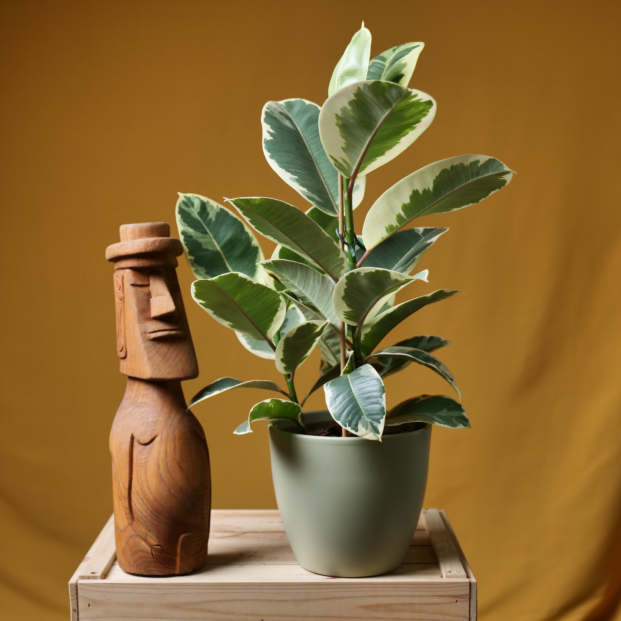 Ficus Tineke 17cm