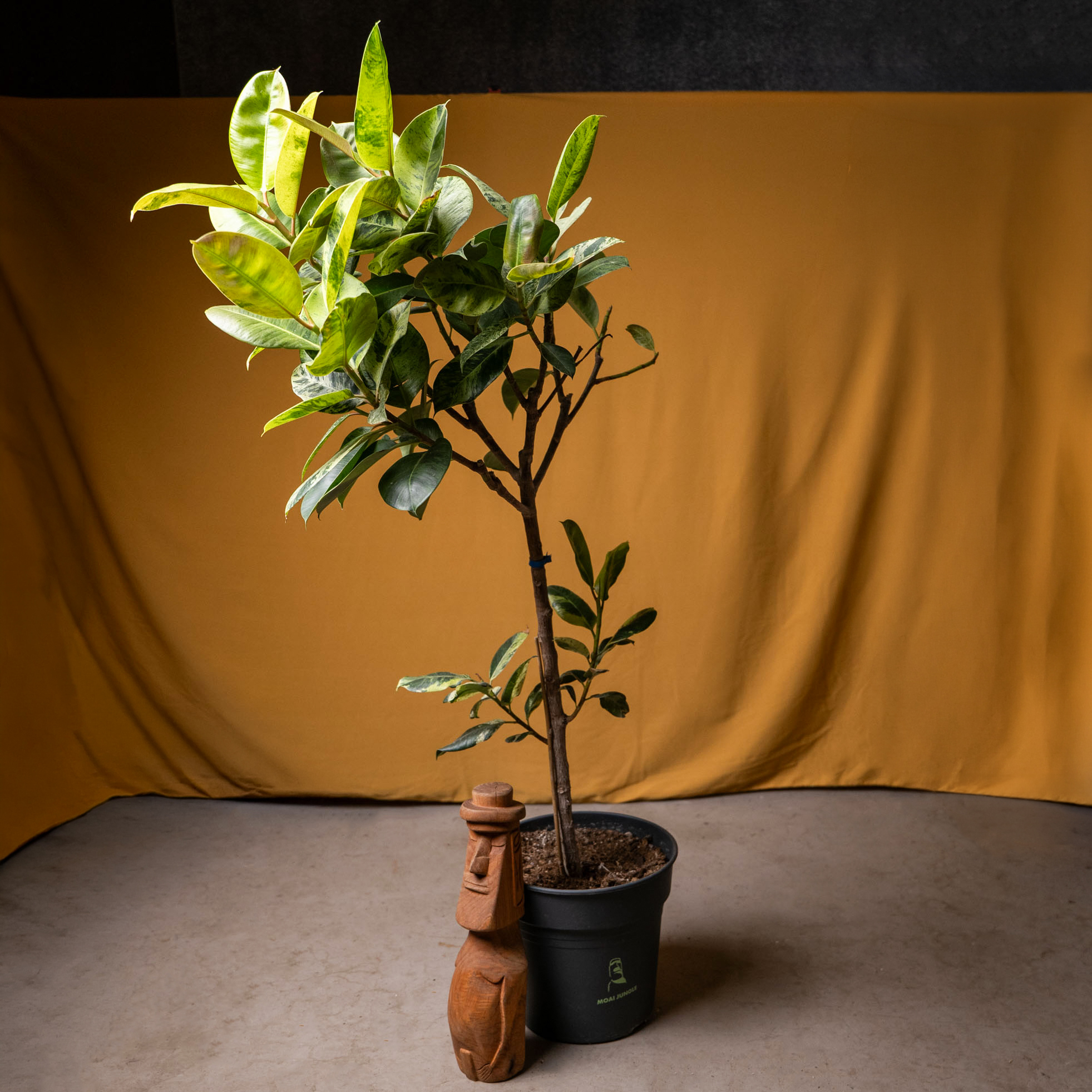 Ficus Shivereana 30cm