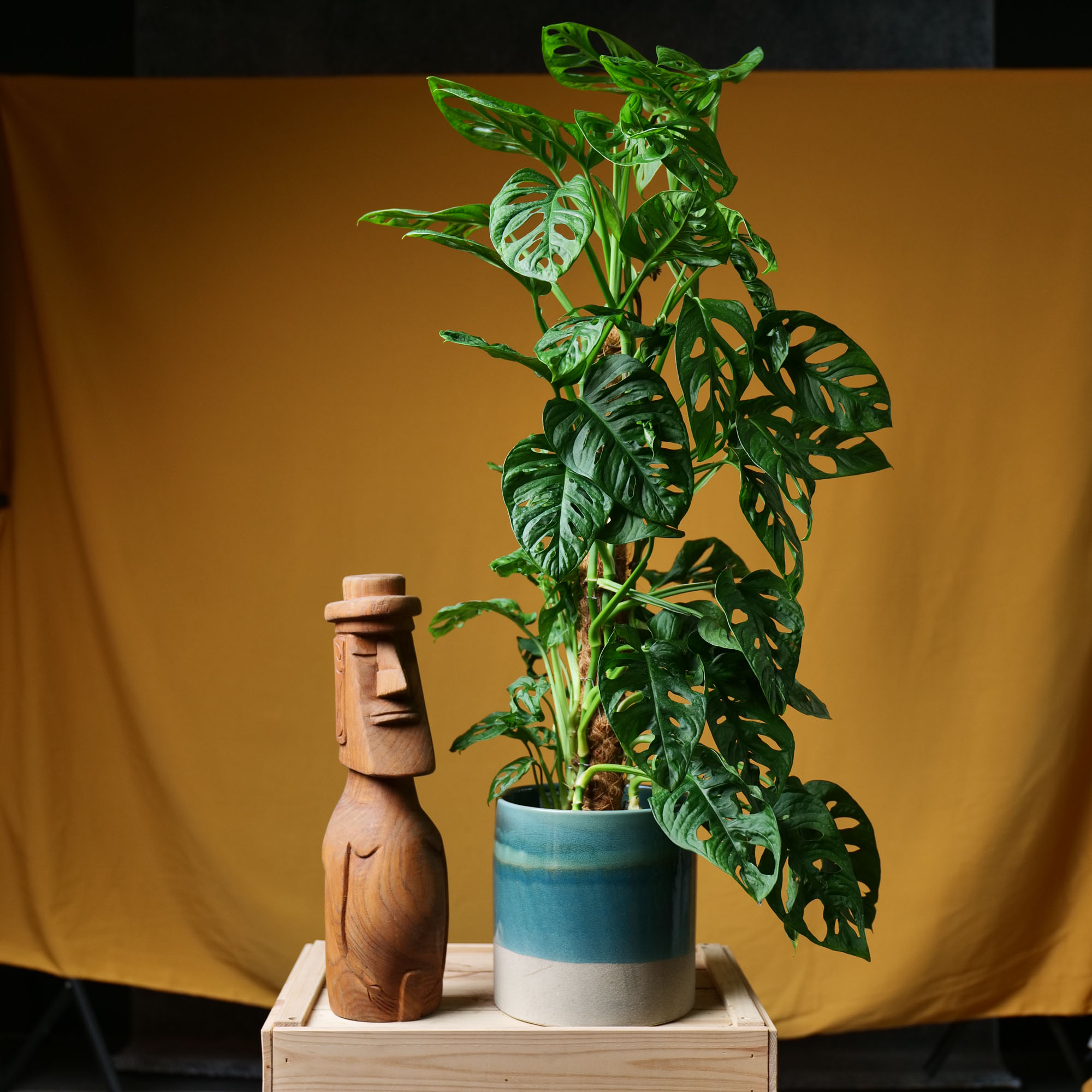 Monstera Adansonii / Monkey Leaf / 17cm