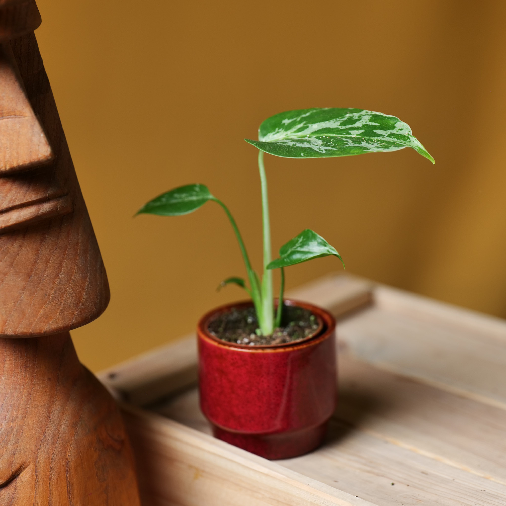 Monstera Bulbasaur 6cm