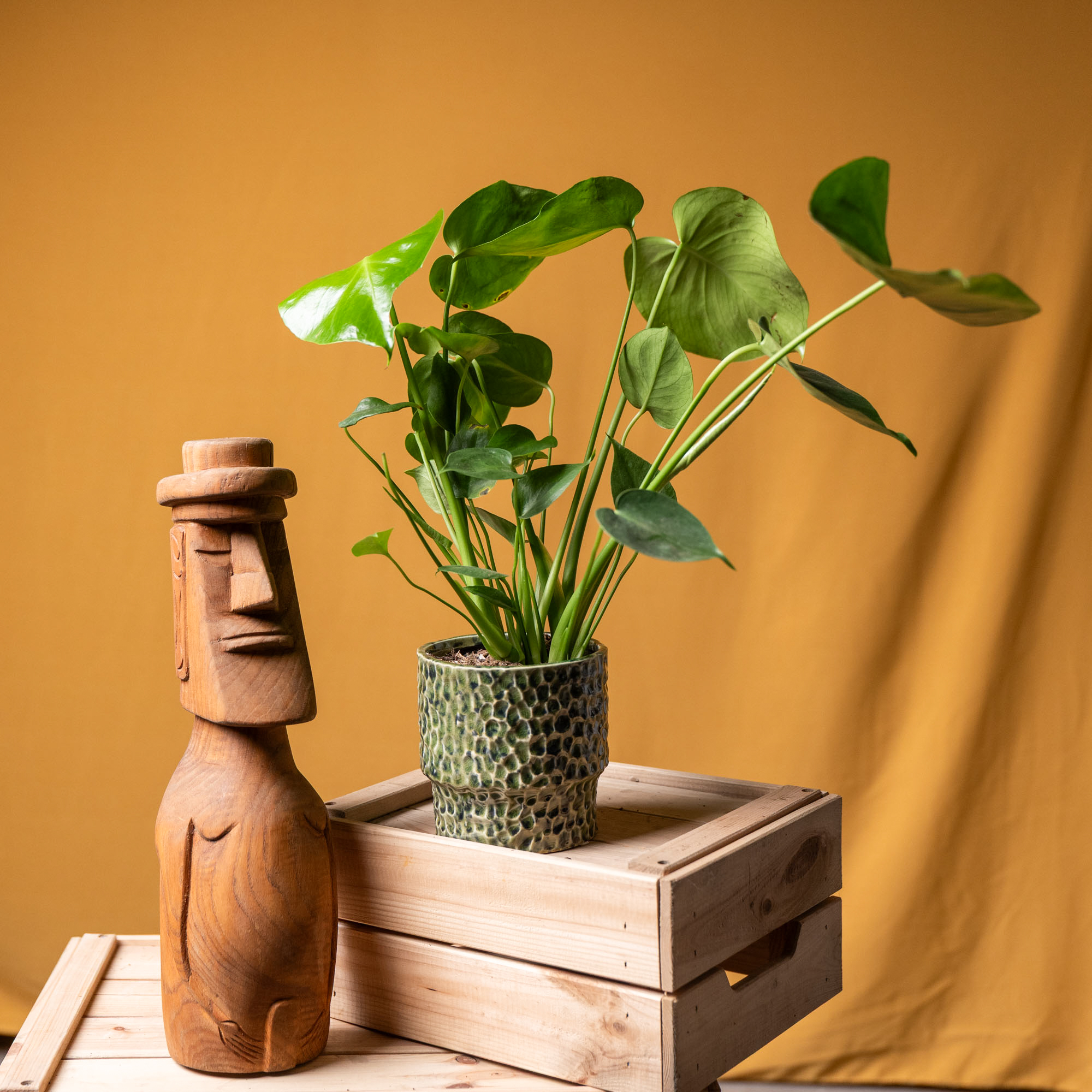 Monstera Deliciosa 12cm