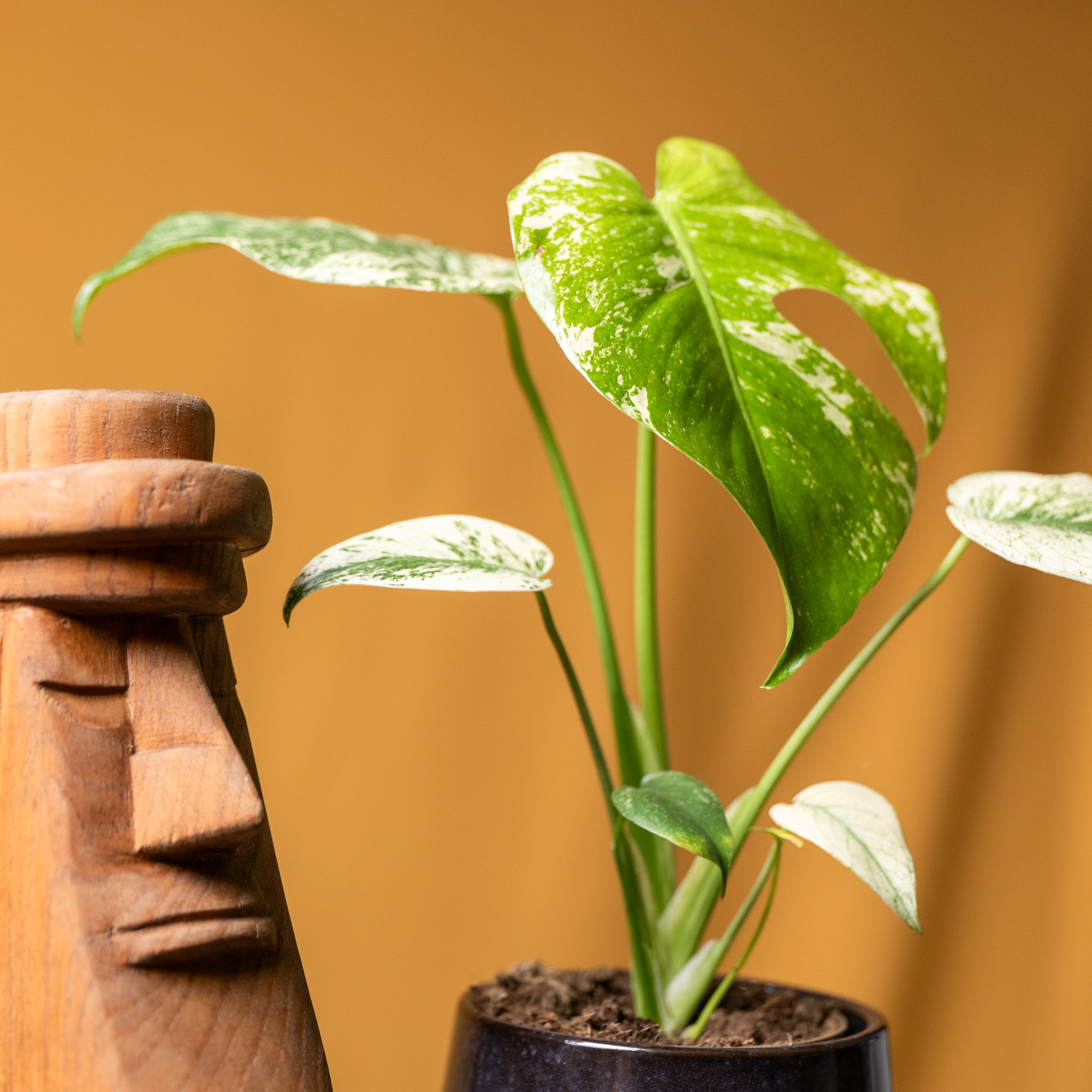 Monstera Mint 11cm