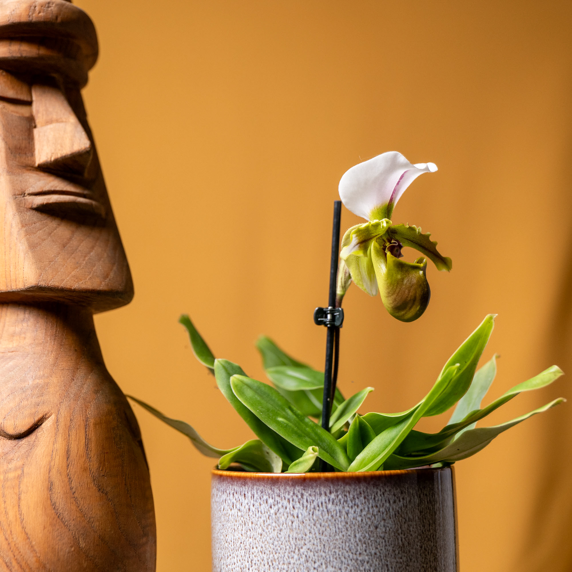 Paphiopedilum Spicerianum 12cm
