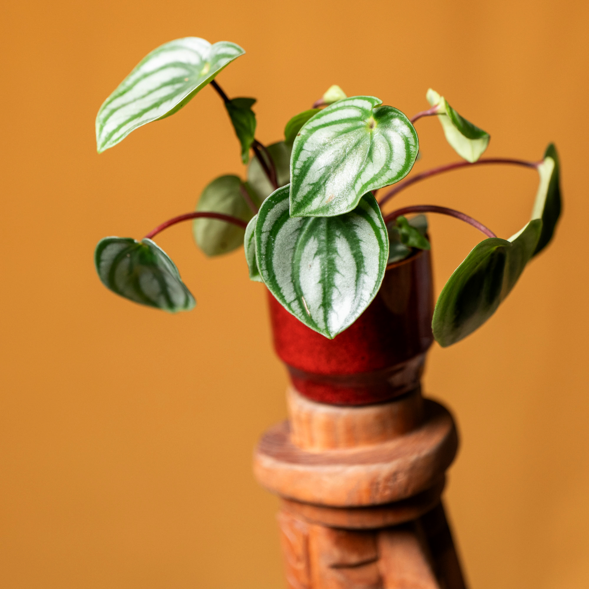 Peperomia Costa Rica 6cm
