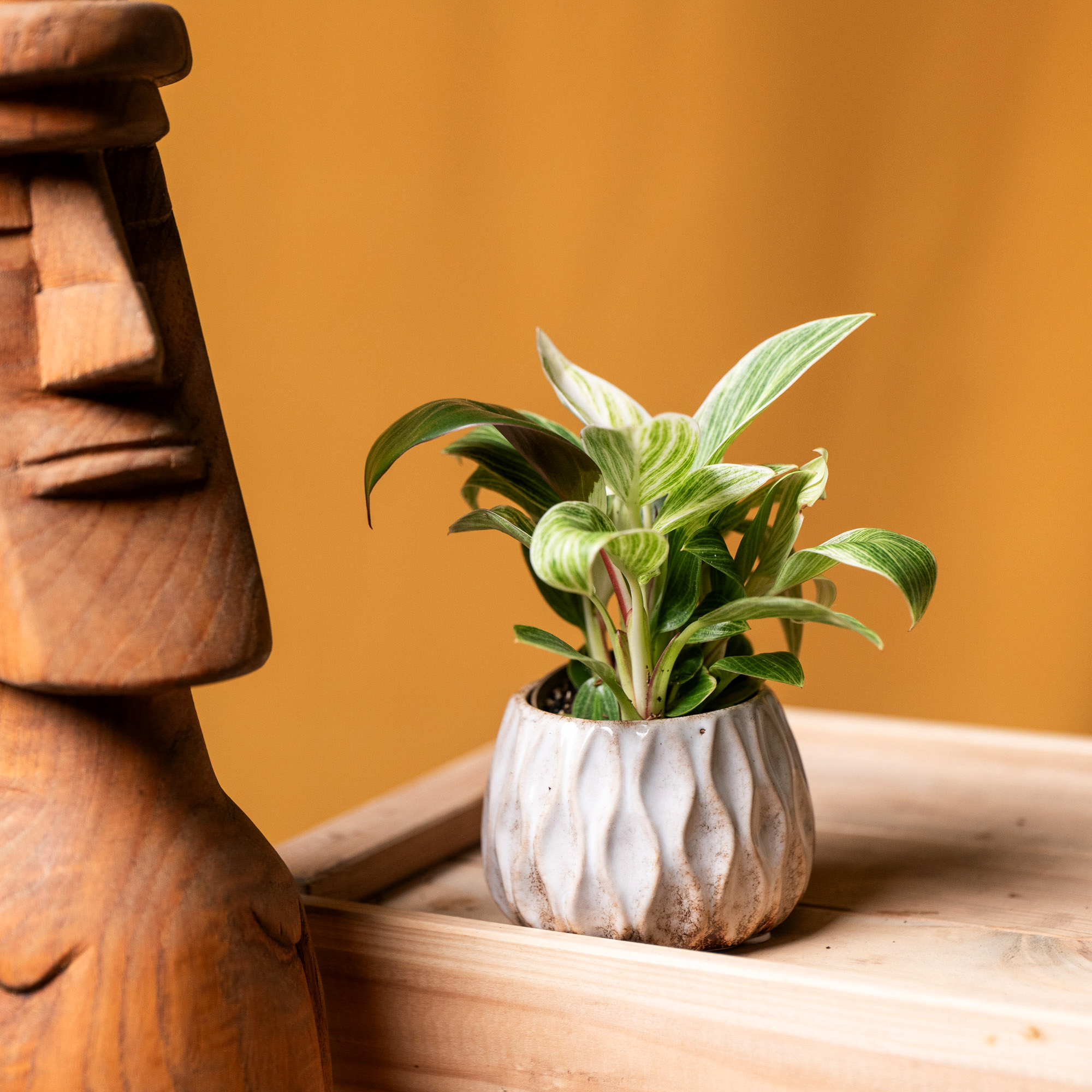 Philodendron Birkin 6cm