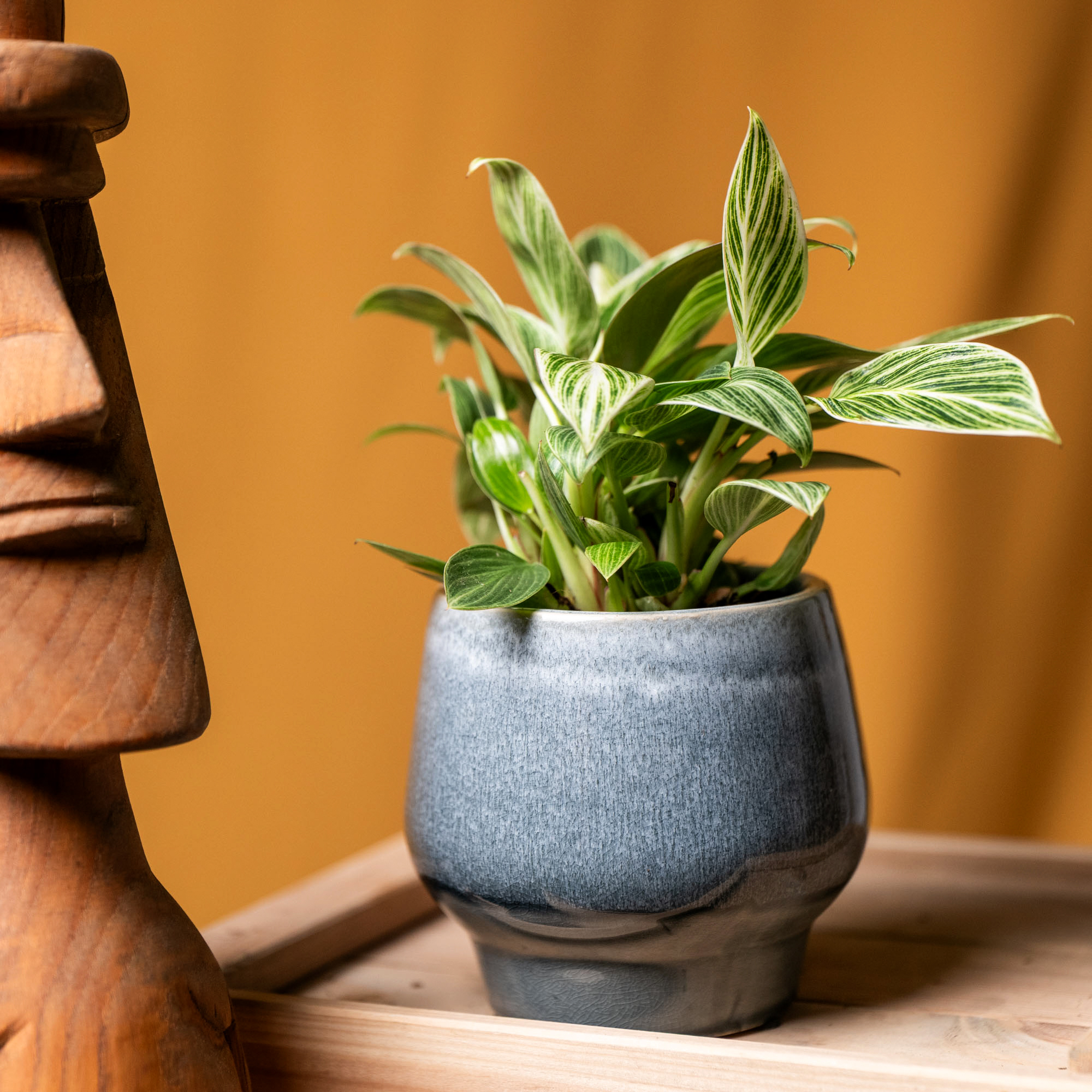 Philodendron Birkin 9cm