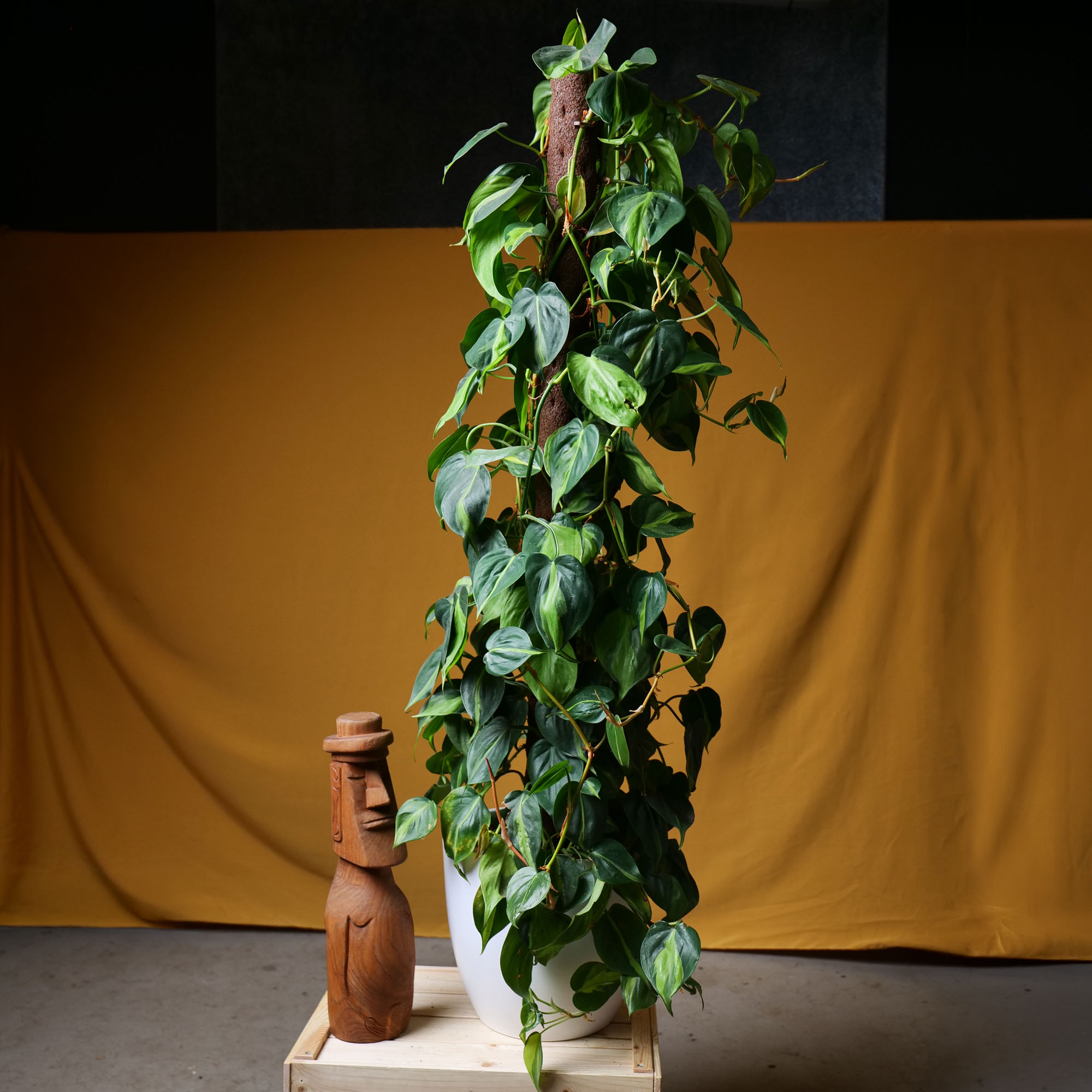 Philodendron Brasil 23cm