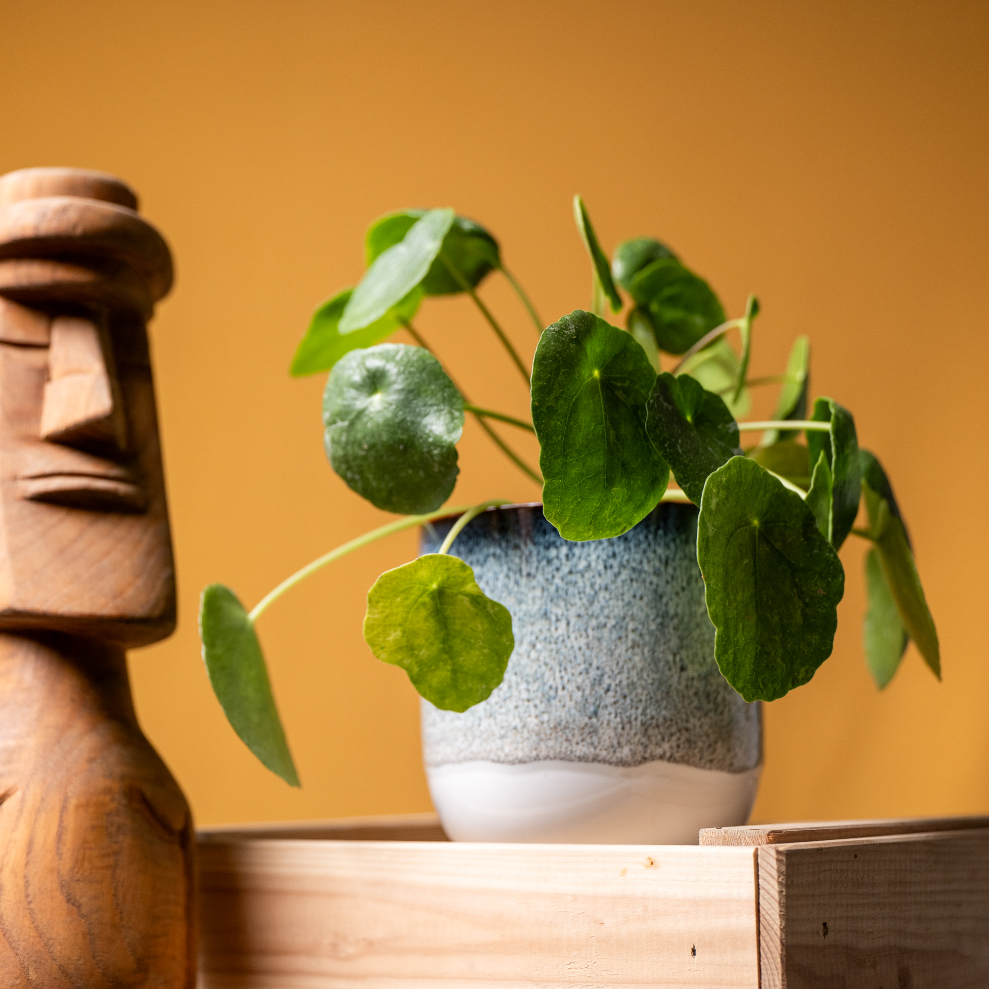 Pilea Sugar 12cm