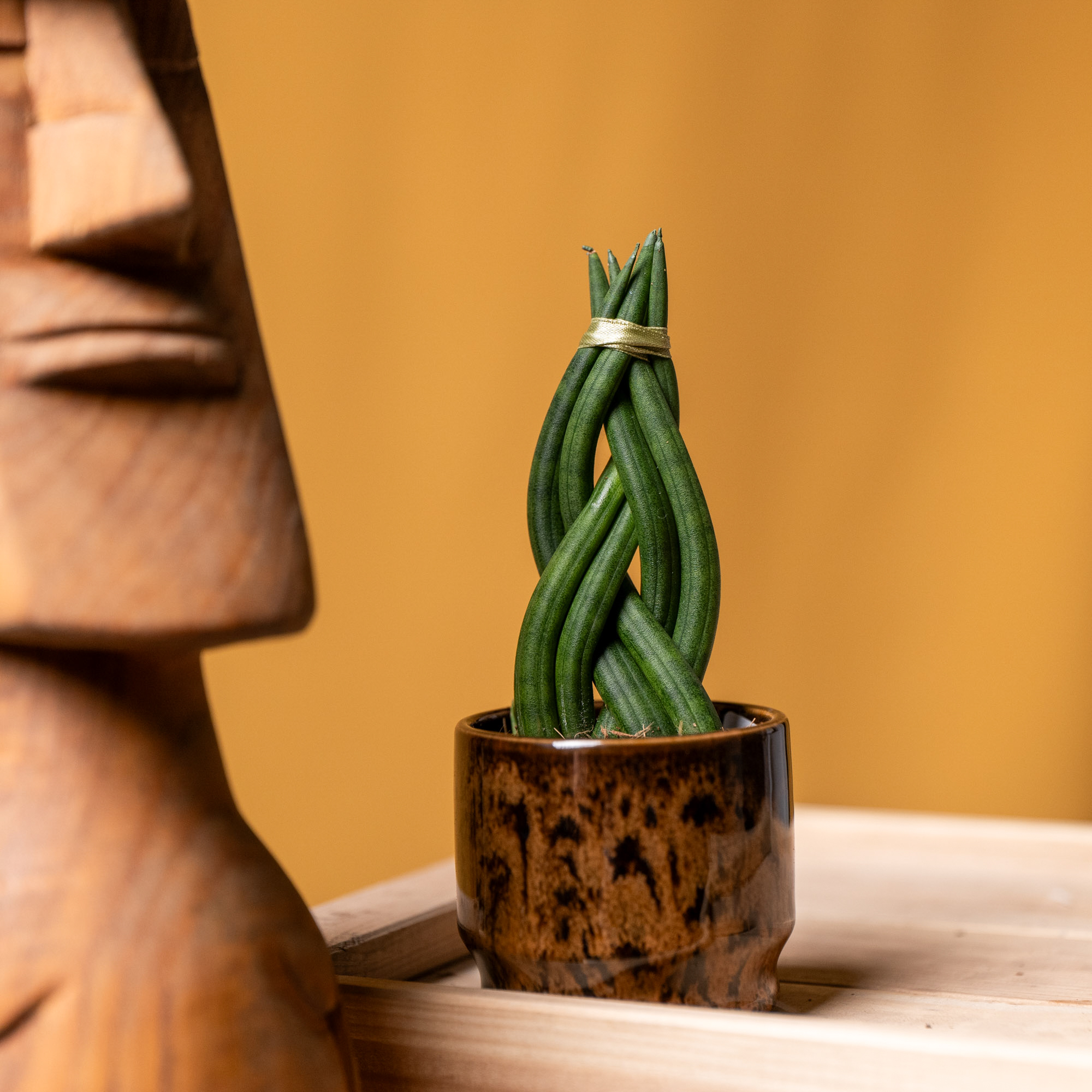 Sansevieria Cylindrica Braid 6cm