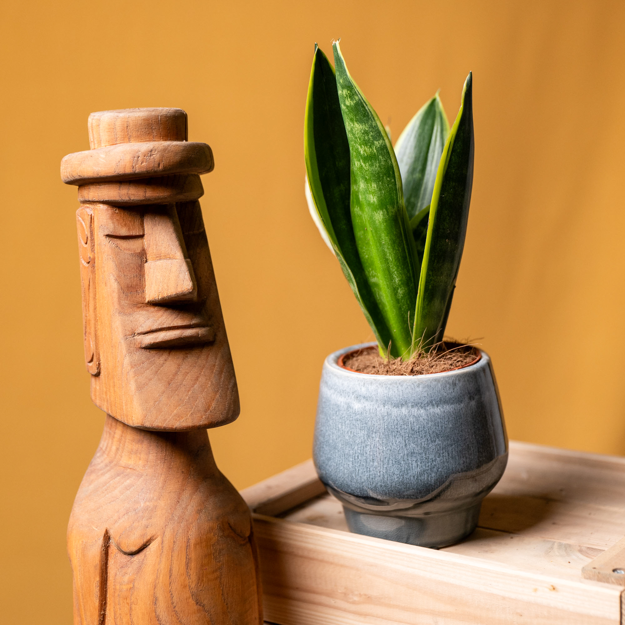 Sansevieria Golden Flame 9cm