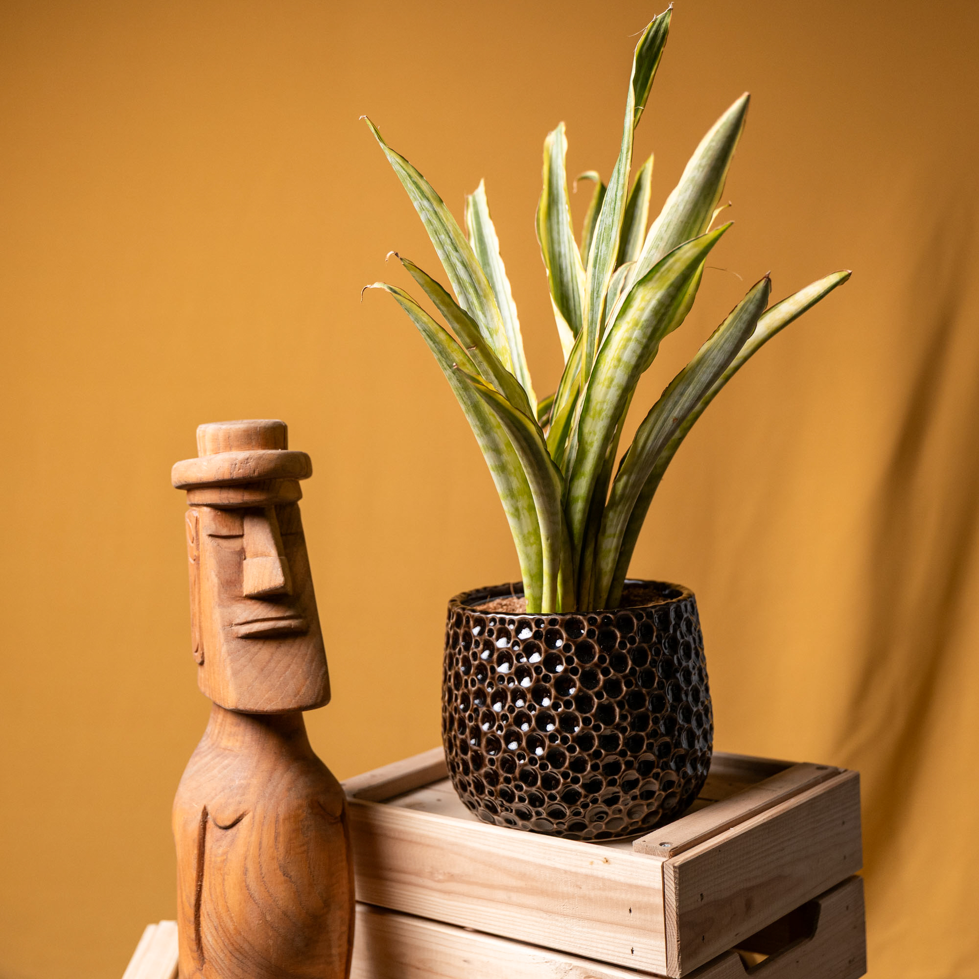 Sansevieria Trifasciata Lauren 14cm