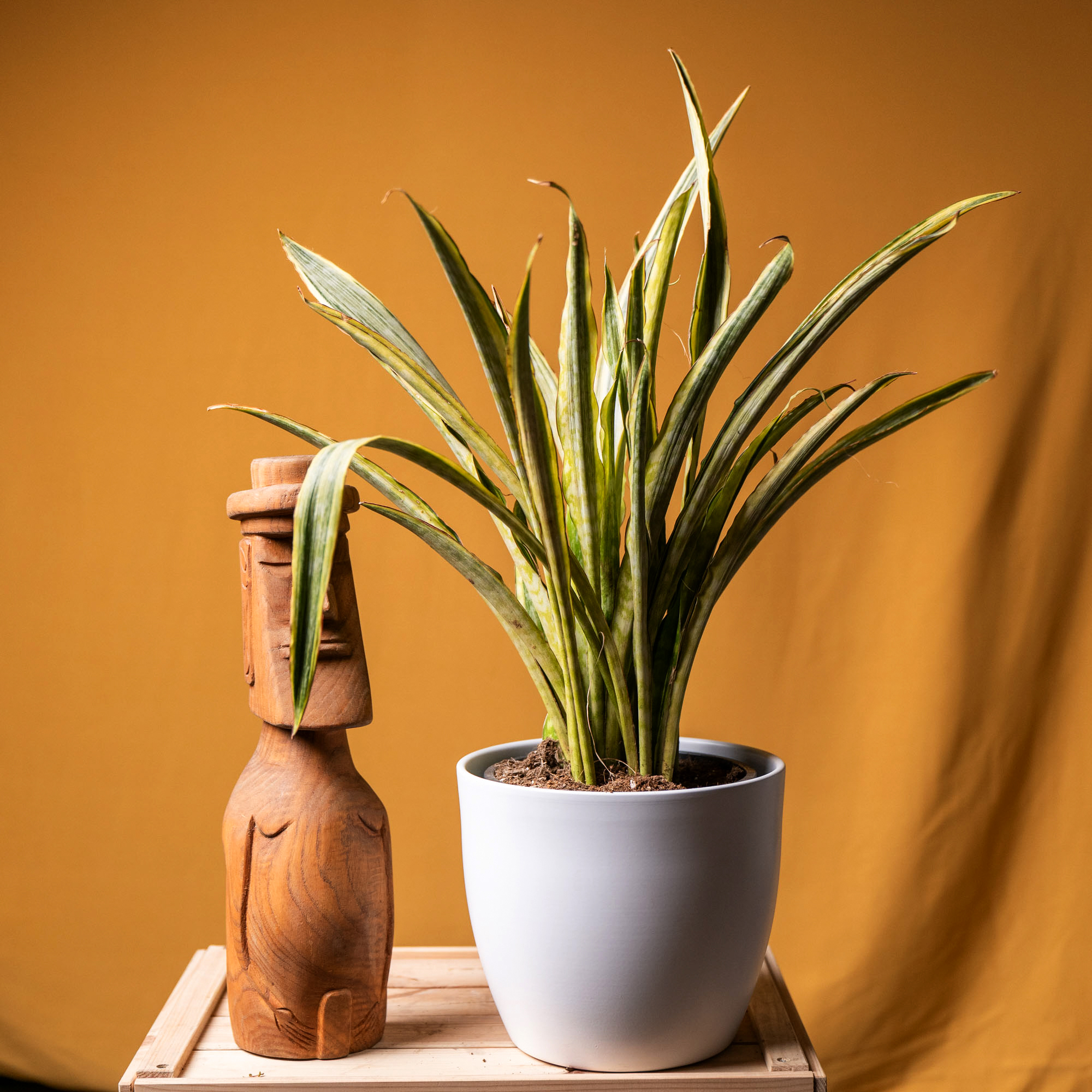 Sansevieria Trifasciata Lauren 19cm