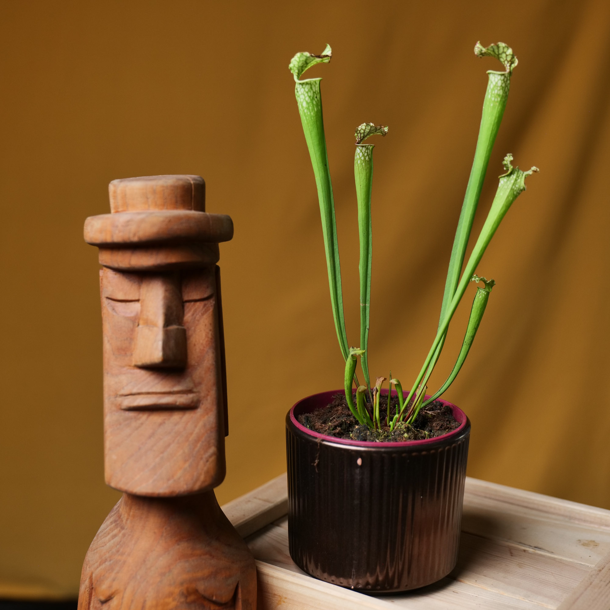 Sarracenia Leucophylla 12cm