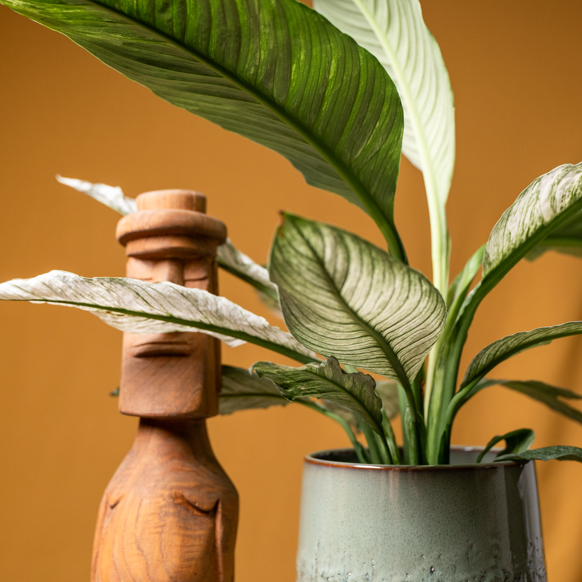 Spathiphyllum Sensation Variegata 17cm