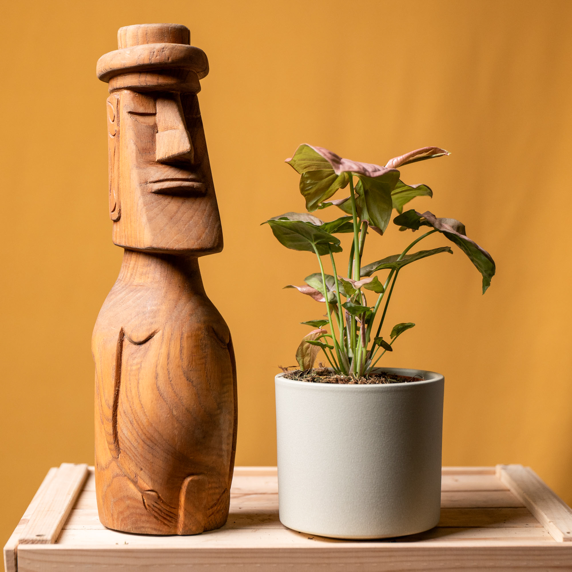 Syngonium Neon 12cm