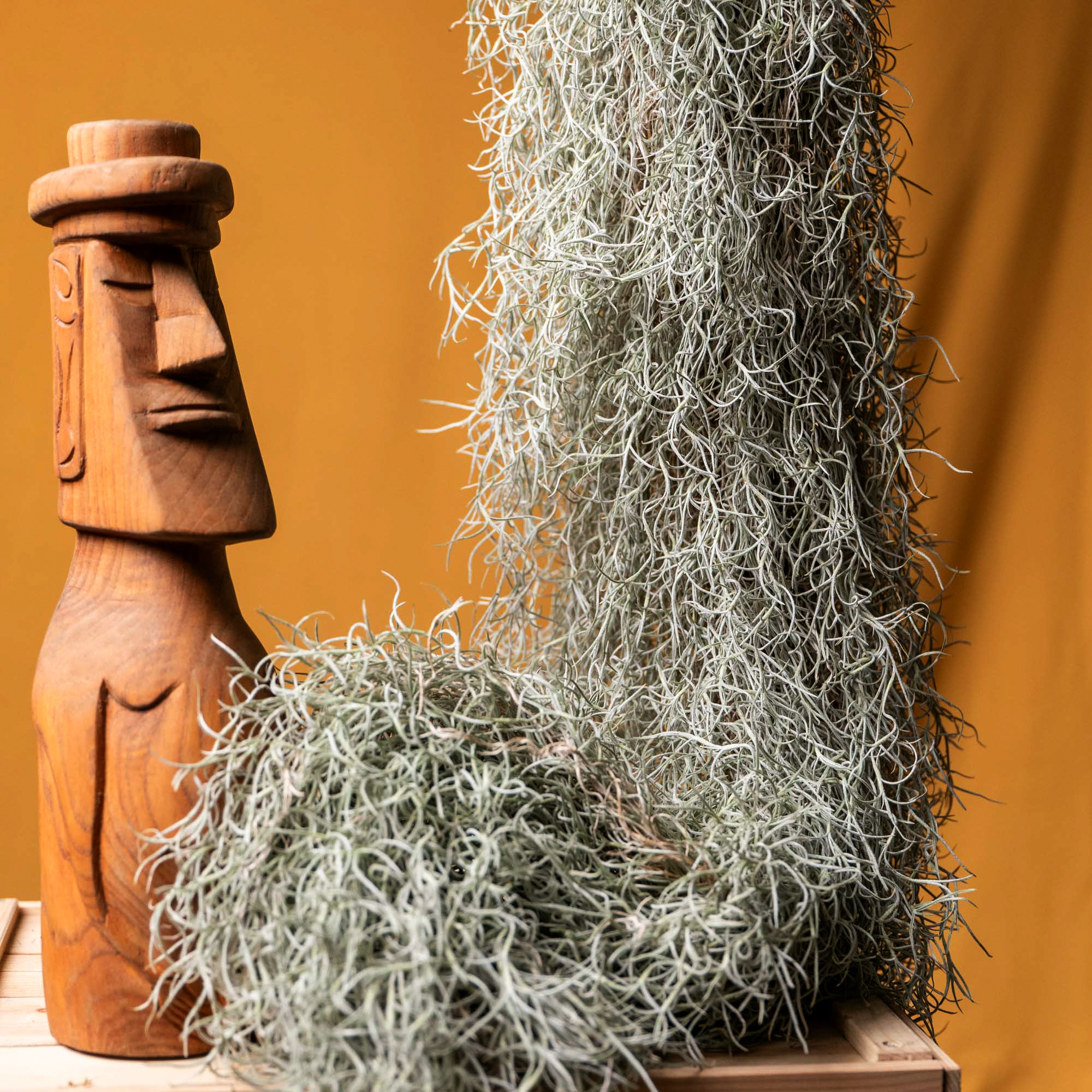 Tillandsia Usneoides 120cm+